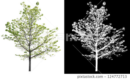 isolated on white background with clipping path isolated on white background with clipping path 124772713