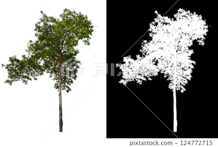 isolated on white background with clipping path 124772715