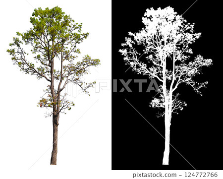 isolated on white background with clipping path 124772766