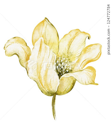 Watercolor illustration of a single yellow flower with delicate petals. Botanical drawing of a blooming lily on a soft background. Elegant floral design for greeting cards or home decor. Watercolor illustration of a single yellow flower with delicate petals. Botanical drawing of a blooming lily on a soft background. Elegant floral design for greeting cards or home decor. 124772784