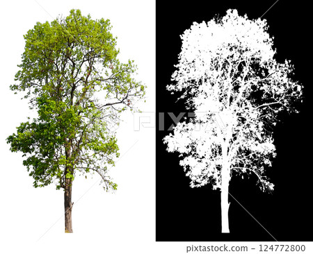 isolated on white background with clipping path isolated on white background with clipping path 124772800