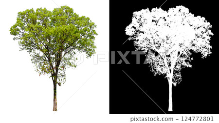 isolated on white background with clipping path isolated on white background with clipping path 124772801