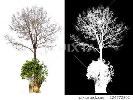 isolated on white background with clipping path 124772802