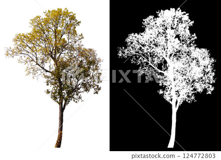 isolated on white background with clipping path isolated on white background with clipping path 124772803
