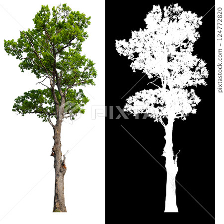 isolated on white background with clipping path isolated on white background with clipping path 124772820