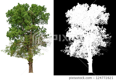 isolated on white background with clipping path isolated on white background with clipping path 124772821