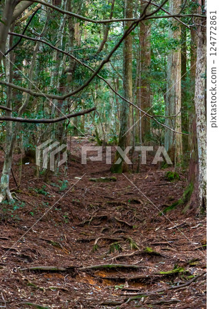 A thick mountain trail A thick mountain trail 124772861