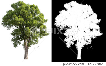 isolated on white background with clipping path isolated on white background with clipping path 124772864