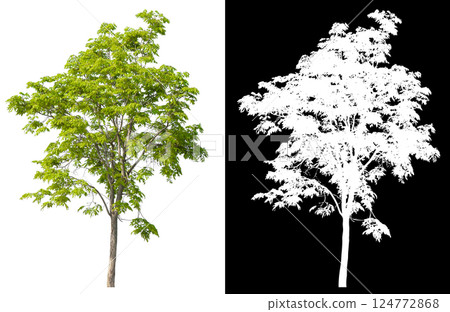 isolated on white background with clipping path 124772868