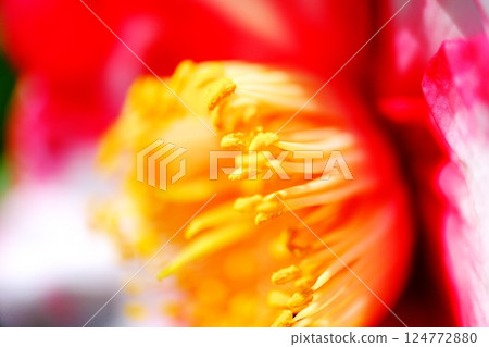 Camellia flower 124772880