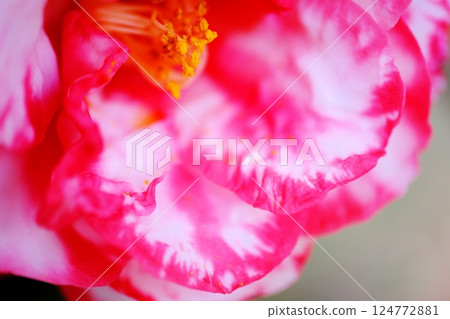 Camellia flower 124772881