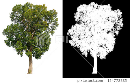 isolated on white background with clipping path 124772885