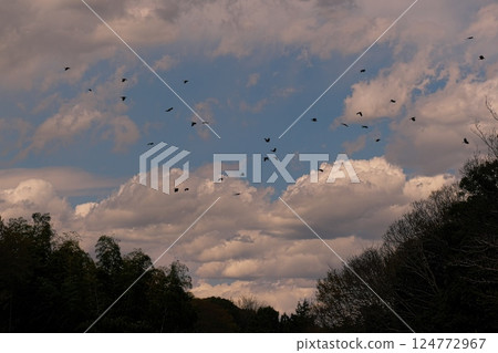 Image of a flock of crows returning to their nest 124772967