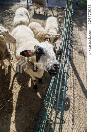 Sheeps behind a fence on a farm. Sheeps behind a fence on a farm. 124773081