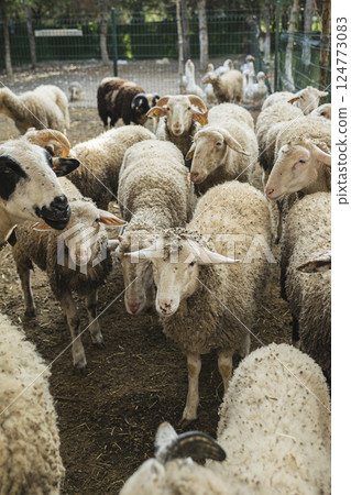 Sheeps behind a fence on a farm 124773083
