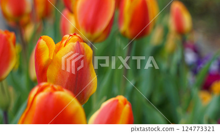 鬱金香花田紅色和黃色春天 124773321