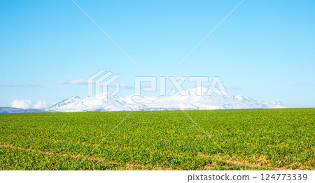 Refreshing spring scenery in the hills of Biei, Hokkaido 124773339