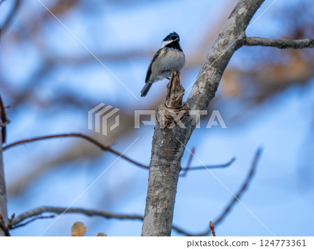 煤山雀 煤山雀 124773361