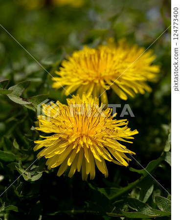 春天的田野裡，蒲公英開始綻放 124773400