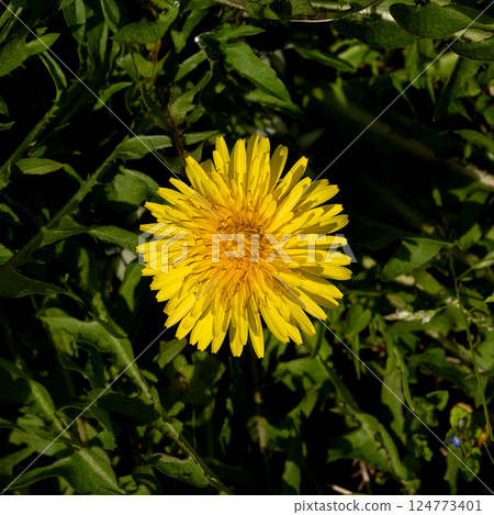 春天的田野裡，蒲公英開始綻放 124773401