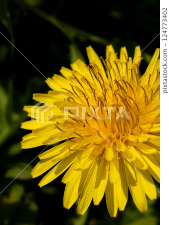 春天的田野裡，蒲公英開始綻放 124773402