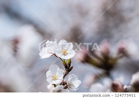 Sakura blooms Sakura blooms 124773451