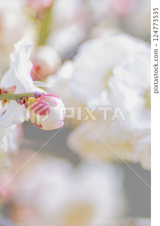 白粉色花蕾 124773535