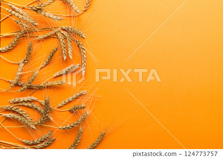 Sheaf of wheat ears close up and seeds on colored background. Natural cereal plant, harvest time concept. Top view, flat lay with copy space. world wheat crisis 124773757