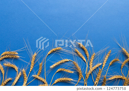 Sheaf of wheat ears close up and seeds on colored background. Natural cereal plant, harvest time concept. Top view, flat lay with copy space. world wheat crisis 124773758