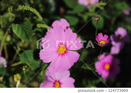 Omuta City Suwa Park Cosmos, 124773909
