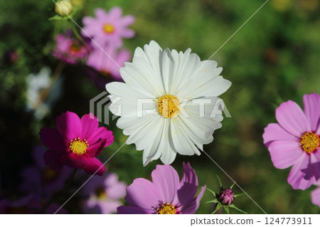 大牟田市Su訪公園波斯菊 124773911