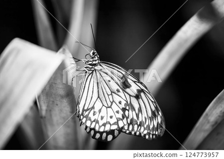 Black and white photo of rice paper butterfly posing on a plant leaf. 124773957