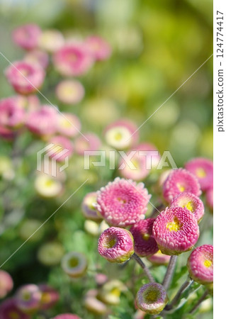 菊花 菊花 124774417