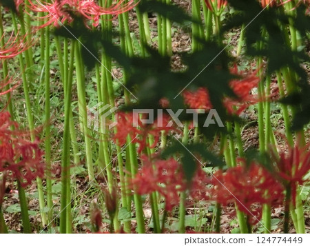 Silhouette of maple leaves and red spider lilies-8 124774449