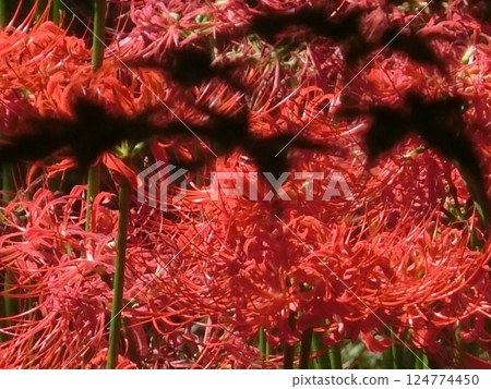 楓葉和紅花剪影-9 124774450