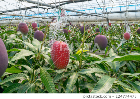收穫前的芒果,在溫室中生長 收穫前的芒果,在溫室中生長 124774475