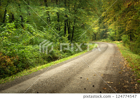 Dirt road with a bend in the lush green forest Dirt road with a bend in the lush green forest 124774547