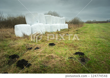Silage bales in a meadow on a cloudy day Silage bales in a meadow on a cloudy day 124774548