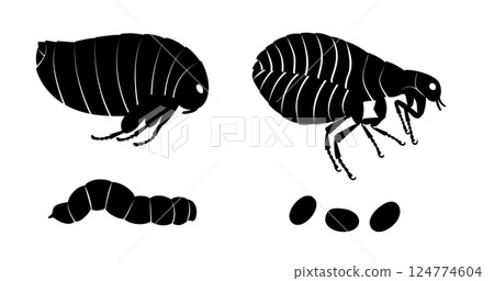 Flea life cycle showing adult, larva and eggs Flea life cycle showing adult, larva and eggs 124774604
