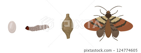 Indian Meal Moth Life Cycle from Egg to Adult Indian Meal Moth Life Cycle from Egg to Adult 124774605