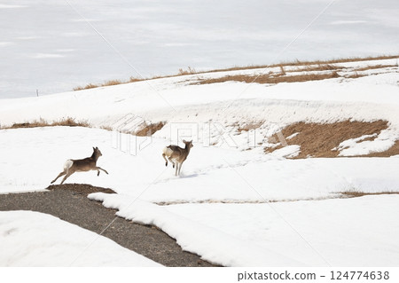 北海道初春:母子蝦夷鹿在雪中奔跑 北海道初春:母子蝦夷鹿在雪中奔跑 124774638