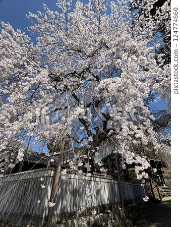 門和垂枝櫻花 門和垂枝櫻花 124774660