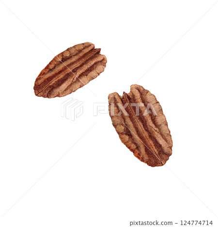 Illustration of pecan nuts drawn by hand using watercolors Illustration of pecan nuts drawn by hand using watercolors 124774714