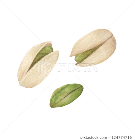 用水彩繪製的開心果插圖 124774716