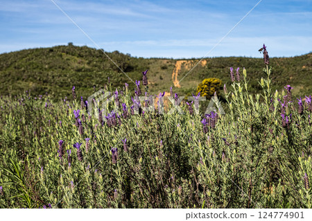 Lavandula stoechas, Spanish lavender or topped lavender in Vale Fuzeiros at Vilarinha, Algarve, Portugal. 124774901