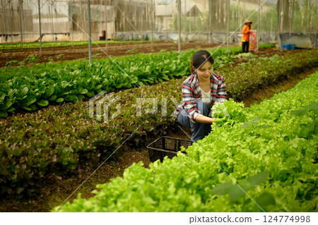 Young asian woman harvesting fresh green lettuce in organic farm 124774998