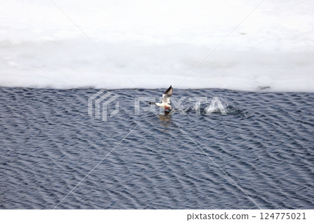 北海道的春天:一隻雄性秋沙鴨從湖面的冰上起飛 北海道的春天:一隻雄性秋沙鴨從湖面的冰上起飛 124775021
