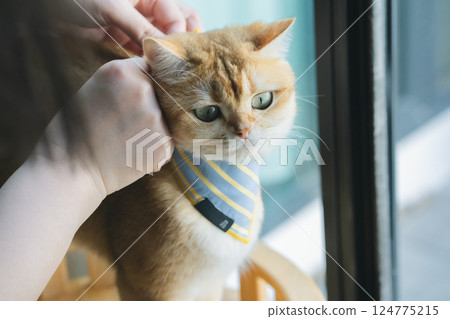 pet care concept with cat wear cloth and play with owner in living room 124775215