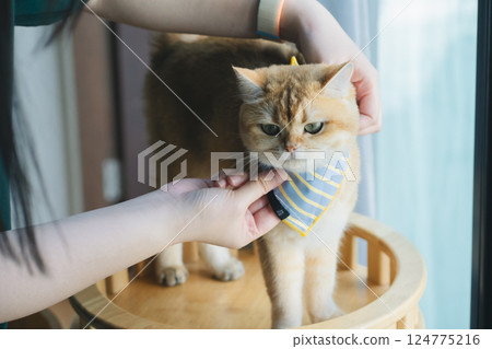 pet care concept with cat wear cloth and play with owner in living room 124775216