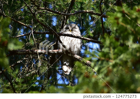 Ezo Owl Ezo Owl 124775273